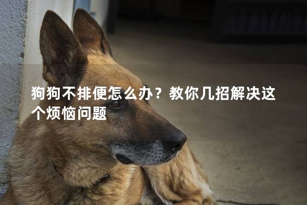 狗狗不排便怎么辦？教你幾招解決這個(gè)煩惱問題