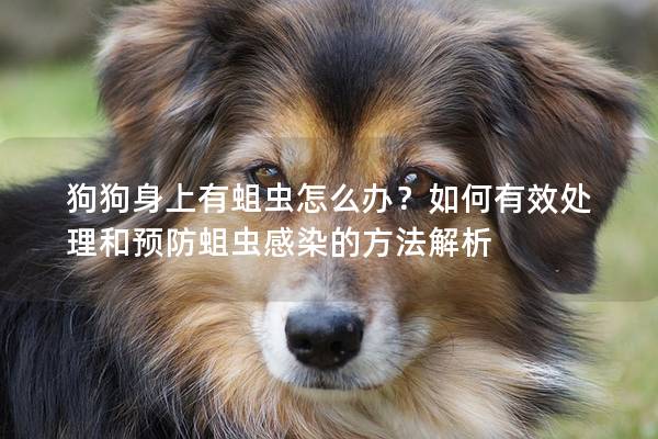 狗狗身上有蛆蟲怎么辦？如何有效處理和預防蛆蟲感染的方法解析
