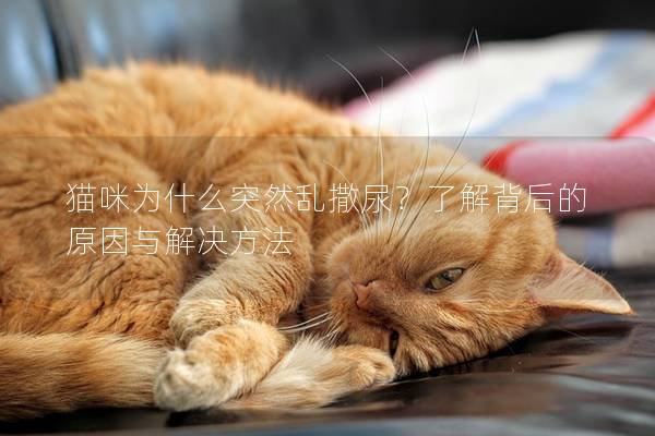 貓咪為什么突然亂撒尿？了解背后的原因與解決方法