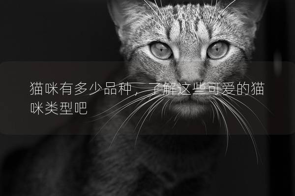 貓咪有多少品種，了解這些可愛的貓咪類型吧