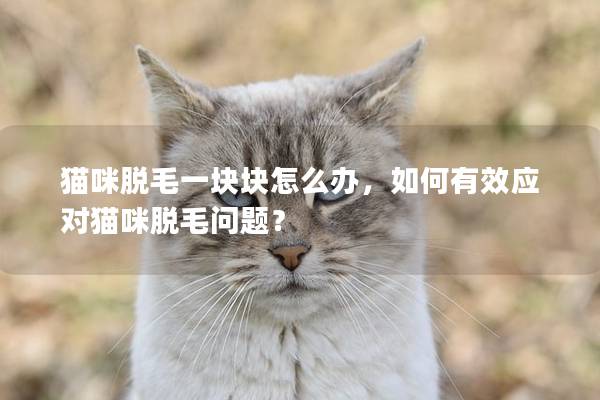 貓咪脫毛一塊塊怎么辦，如何有效應對貓咪脫毛問題？