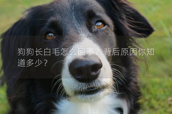 狗狗長白毛怎么回事？背后原因你知道多少？