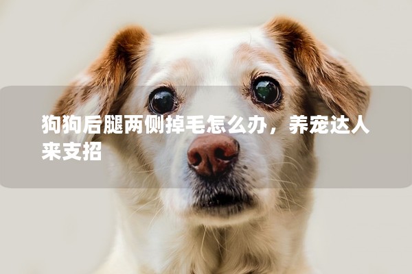 狗狗后腿兩側(cè)掉毛怎么辦,養(yǎng)寵達(dá)人來支招 狗狗后腿兩側(cè)掉毛怎么辦,養(yǎng)寵達(dá)人來支招