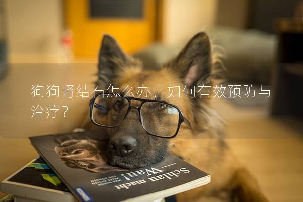 狗狗腎結石怎么辦，如何有效預防與治療？