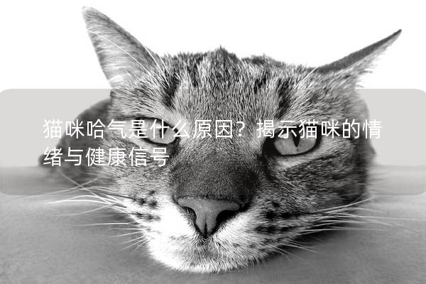 貓咪哈氣是什么原因？揭示貓咪的情緒與健康信號