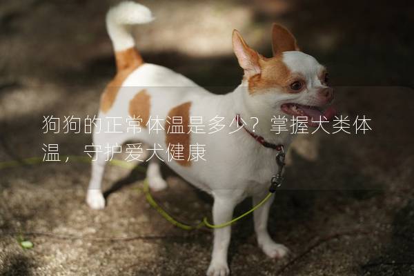 狗狗的正常體溫是多少?掌握犬類體溫,守護愛犬健康 狗狗的正常體溫是多少?掌握犬類體溫,守護愛犬健康