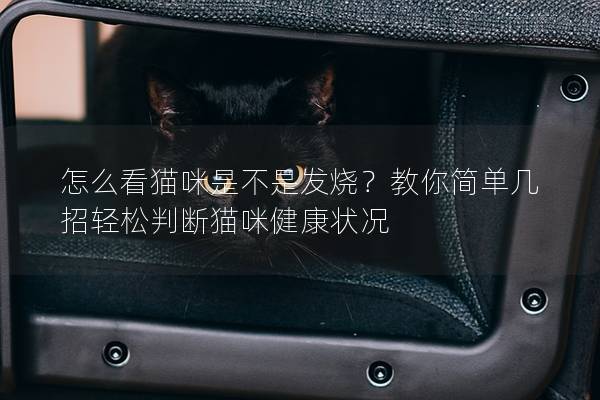 怎么看貓咪是不是發(fā)燒？教你簡(jiǎn)單幾招輕松判斷貓咪健康狀況