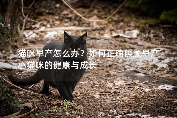 貓咪早產(chǎn)怎么辦？如何正確照顧早產(chǎn)小貓咪的健康與成長(zhǎng)