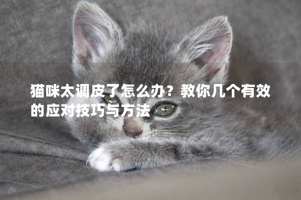 貓咪太調皮了怎么辦？教你幾個有效的應對技巧與方法
