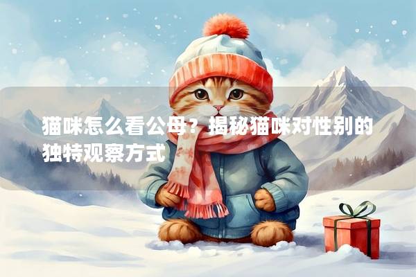 貓咪怎么看公母？揭秘貓咪對(duì)性別的獨(dú)特觀察方式