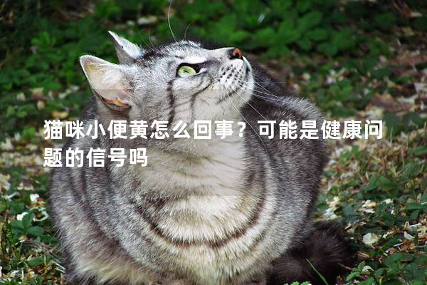 貓咪小便黃怎么回事？可能是健康問題的信號嗎