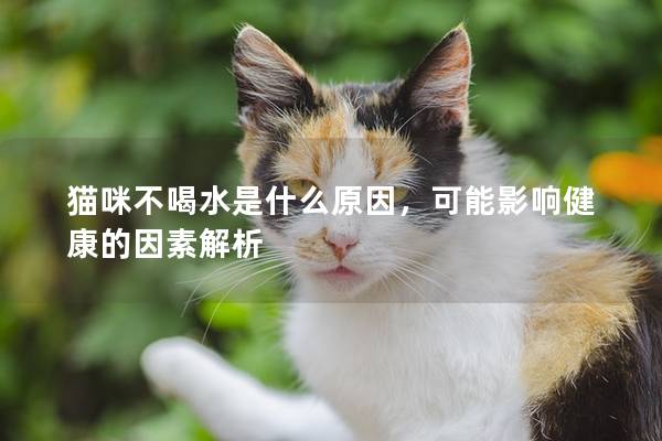 貓咪不喝水是什么原因，可能影響健康的因素解析
