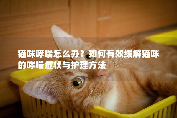 貓咪哮喘怎么辦？如何有效緩解貓咪的哮喘癥狀與護理方法