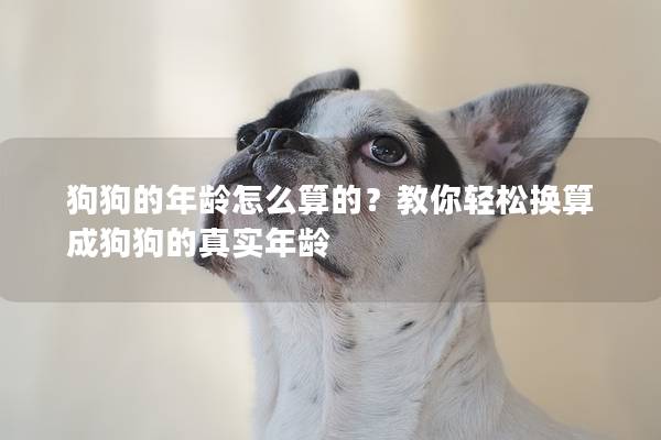 狗狗的年齡怎么算的？教你輕松換算成狗狗的真實年齡