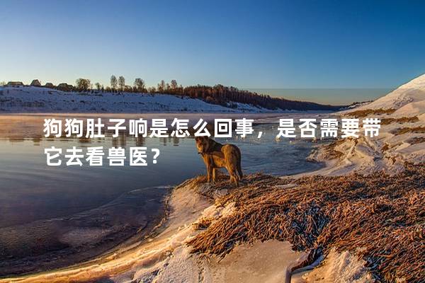 狗狗肚子響是怎么回事，是否需要帶它去看獸醫？