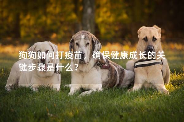狗狗如何打疫苗，確保健康成長的關鍵步驟是什么？