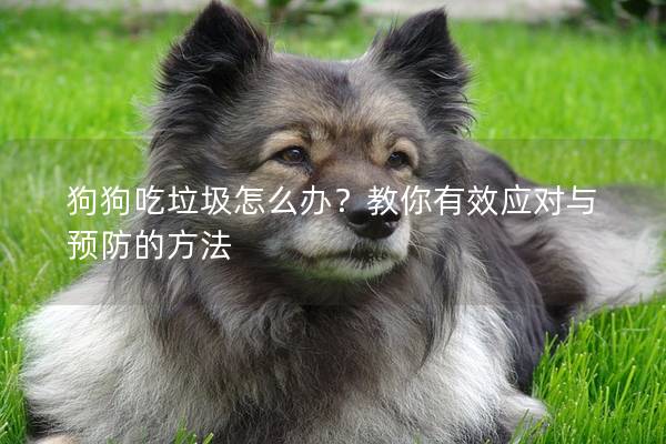 狗狗吃垃圾怎么辦？教你有效應(yīng)對(duì)與預(yù)防的方法