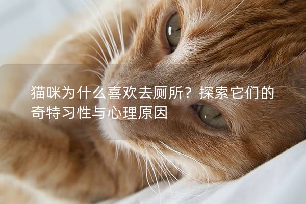 貓咪為什么喜歡去廁所？探索它們的奇特習(xí)性與心理原因