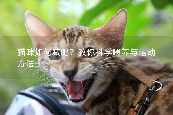 貓咪如何減肥？教你科學喂養與運動方法