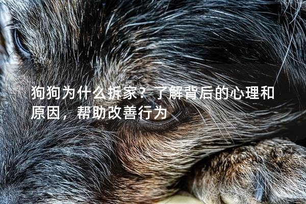 狗狗為什么拆家？了解背后的心理和原因，幫助改善行為