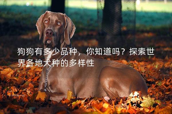 狗狗有多少品種,你知道嗎?探索世界各地犬種的多樣性 狗狗有多少品種,你知道嗎?探索世界各地犬種的多樣性