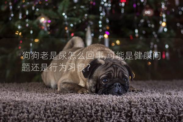 狗狗老是尿怎么回事,可能是健康問題還是行為習(xí)慣？