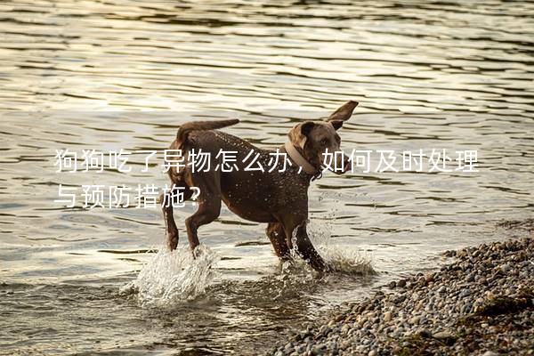 狗狗吃了異物怎么辦，如何及時處理與預防措施？