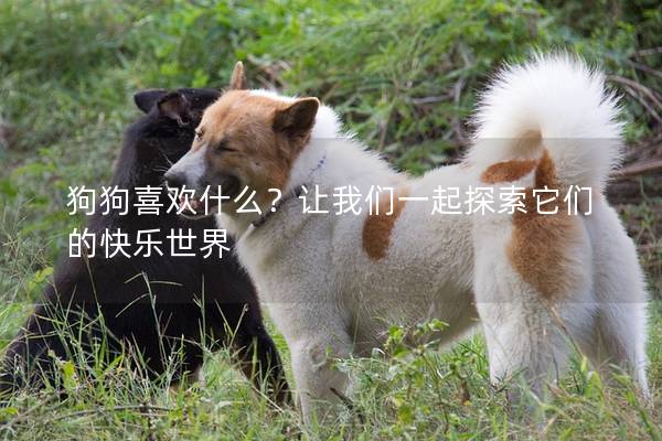 狗狗喜歡什么?讓我們一起探索它們的快樂(lè)世界 狗狗喜歡什么?讓我們一起探索它們的快樂(lè)世界