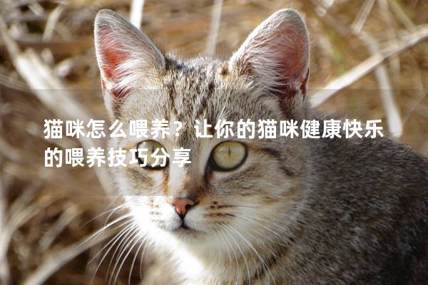 貓咪怎么喂養(yǎng)？讓你的貓咪健康快樂的喂養(yǎng)技巧分享