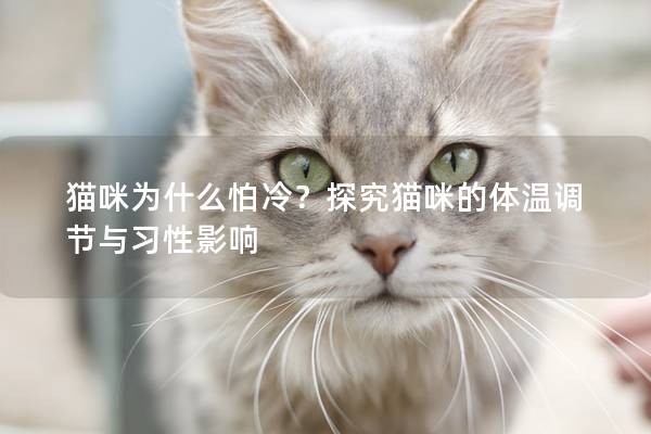 貓咪為什么怕冷？探究貓咪的體溫調節與習性影響