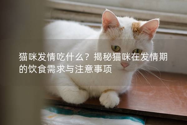 貓咪發情吃什么？揭秘貓咪在發情期的飲食需求與注意事項