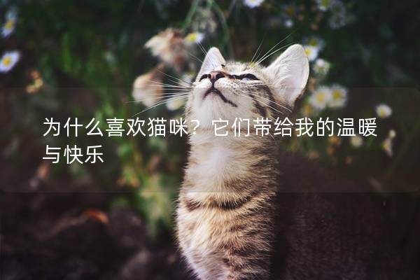 為什么喜歡貓咪？它們帶給我的溫暖與快樂