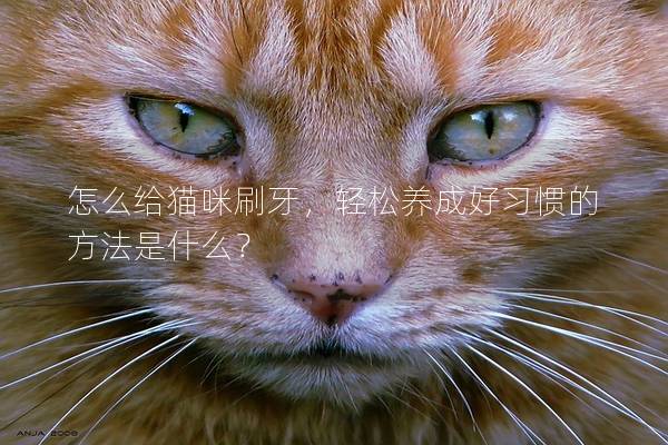 怎么給貓咪刷牙，輕松養(yǎng)成好習慣的方法是什么？