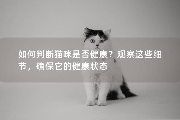如何判斷貓咪是否健康？觀察這些細(xì)節(jié)，確保它的健康狀態(tài)