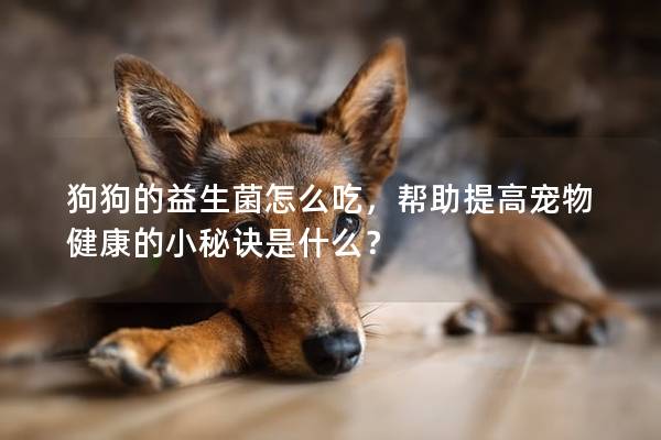 狗狗的益生菌怎么吃，幫助提高寵物健康的小秘訣是什么？
