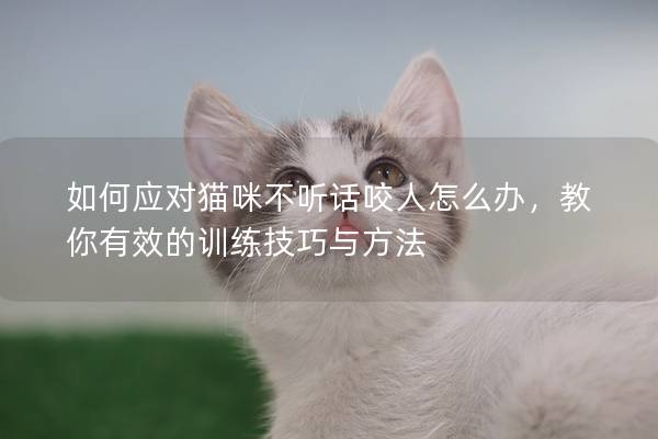 如何應對貓咪不聽話咬人怎么辦，教你有效的訓練技巧與方法