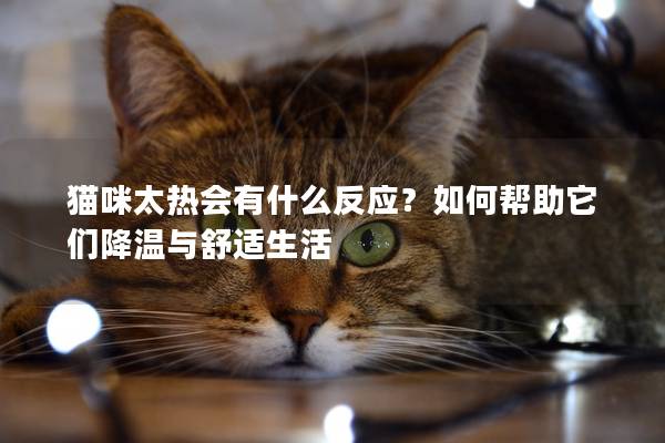 貓咪太熱會有什么反應(yīng)？如何幫助它們降溫與舒適生活
