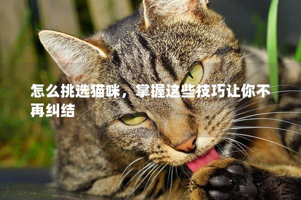 怎么挑選貓咪,掌握這些技巧讓你不再糾結 怎么挑選貓咪,掌握這些技巧讓你不再糾結