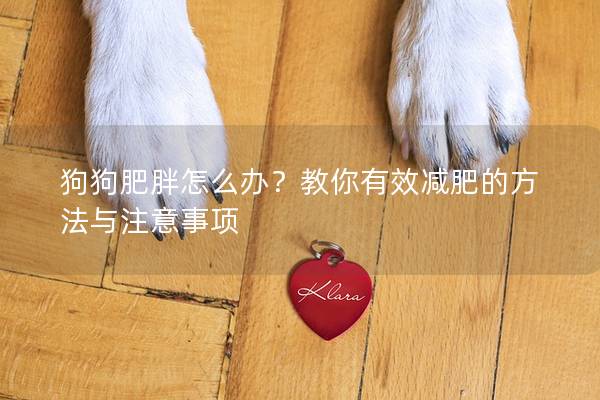 狗狗肥胖怎么辦？教你有效減肥的方法與注意事項