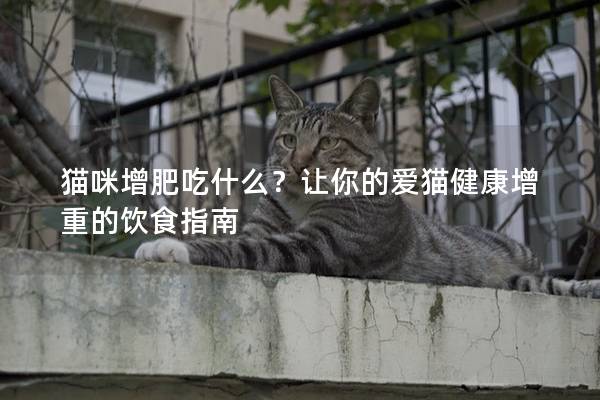 貓咪增肥吃什么？讓你的愛貓健康增重的飲食指南