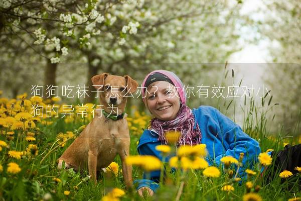 狗狗吃襪子怎么辦？教你有效應對小狗的異常行為