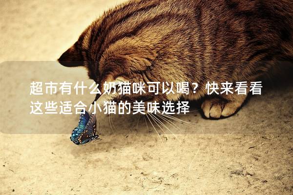 超市有什么奶貓咪可以喝？快來看看這些適合小貓的美味選擇