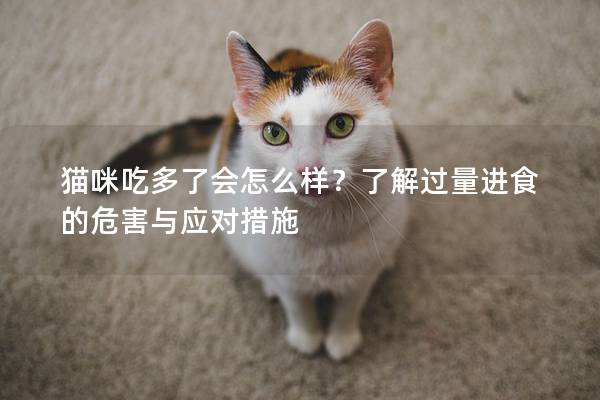 貓咪吃多了會怎么樣？了解過量進(jìn)食的危害與應(yīng)對措施