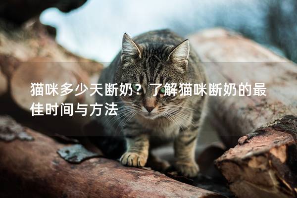 貓咪多少天斷奶？了解貓咪斷奶的最佳時間與方法