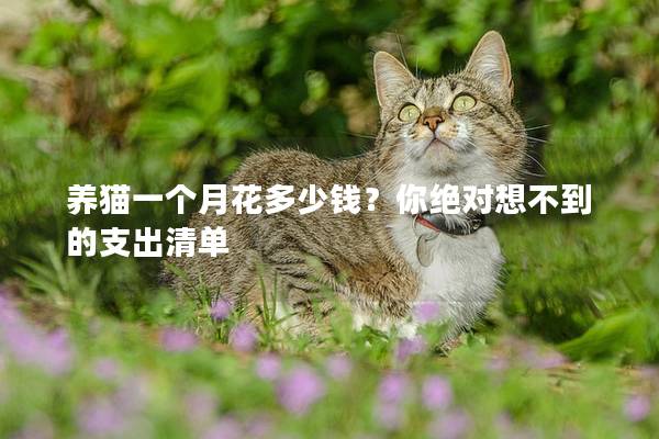 養貓一個月花多少錢？你絕對想不到的支出清單