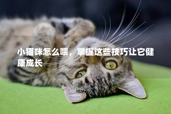小貓咪怎么喂，掌握這些技巧讓它健康成長