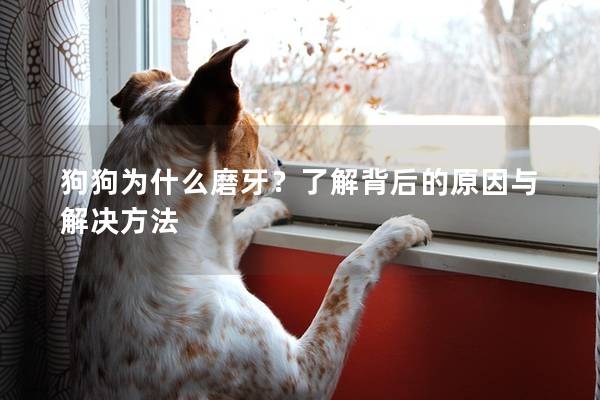 狗狗為什么磨牙？了解背后的原因與解決方法