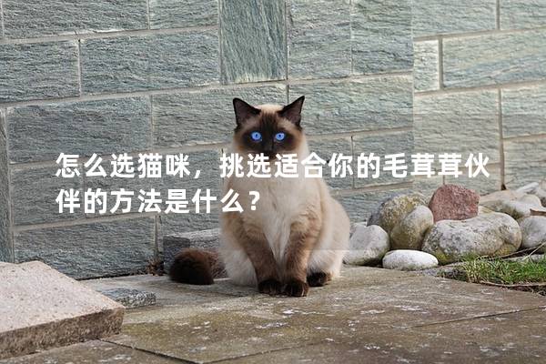 怎么選貓咪，挑選適合你的毛茸茸伙伴的方法是什么？
