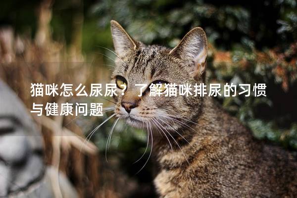 貓咪怎么尿尿？了解貓咪排尿的習(xí)慣與健康問(wèn)題