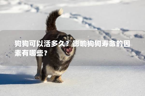 狗狗可以活多久？影響狗狗壽命的因素有哪些？